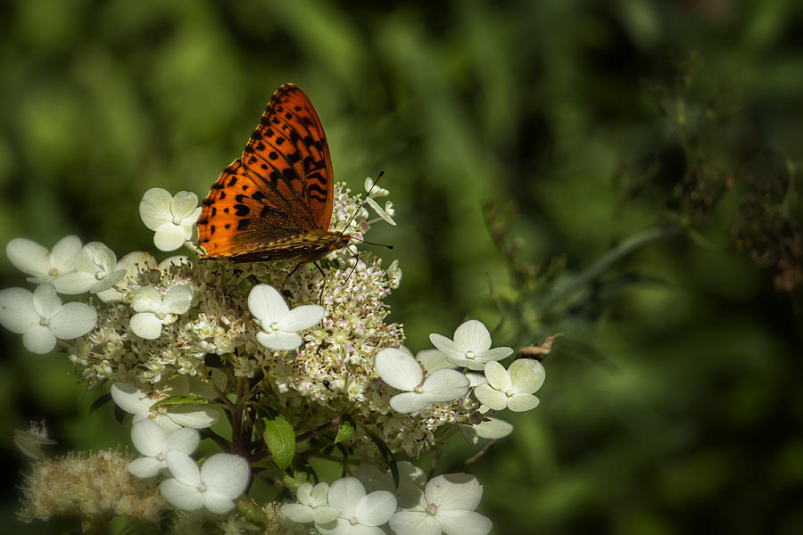 Butterfly on a Hydrangea - Great Spangled Fritillary No. 2 Photograph by Belinda Greb