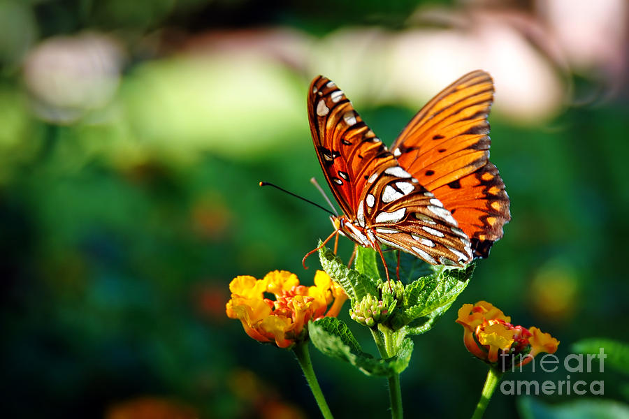 Butterfly on a Lantana Photograph by Lincoln Rogers