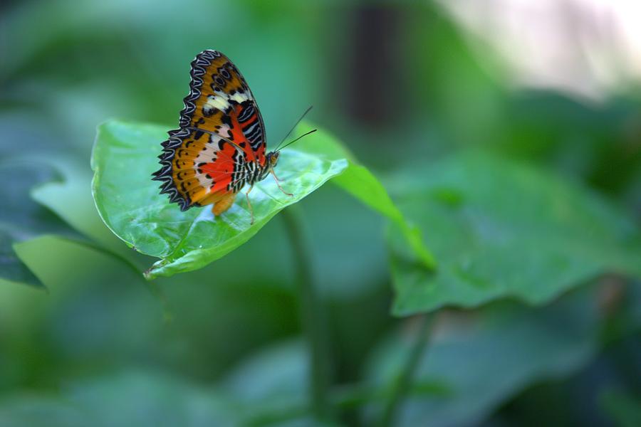 Butterfly on a Leaf Photograph by Gordon Elwell