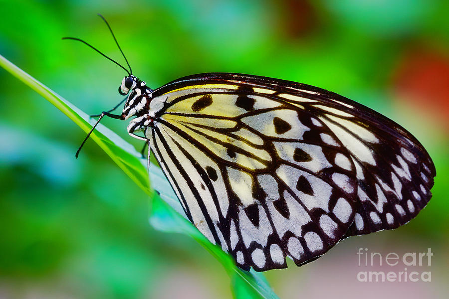 Butterfly on a leaf Photograph by Nick  Biemans