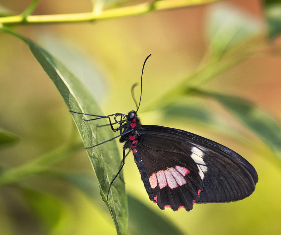 Butterfly on a Leaf  Photograph by Saija Lehtonen