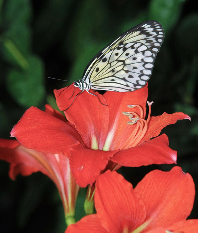 Butterfly on a lily Photograph by Tracy Winter