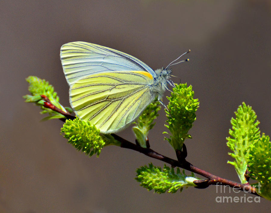 Butterfly on a Spicebush Photograph by Rodney Campbell