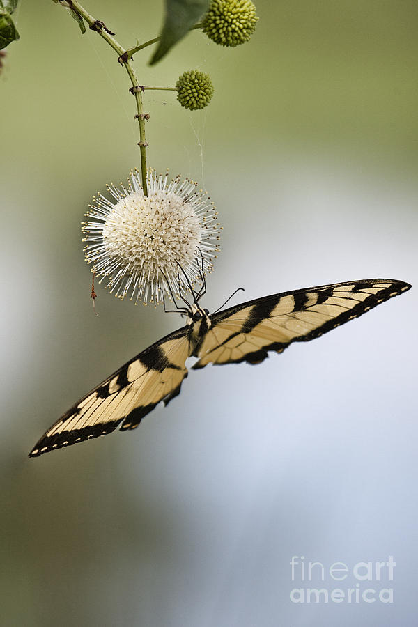 Butterfly on a Wildflower Photograph by Douglas Barnard