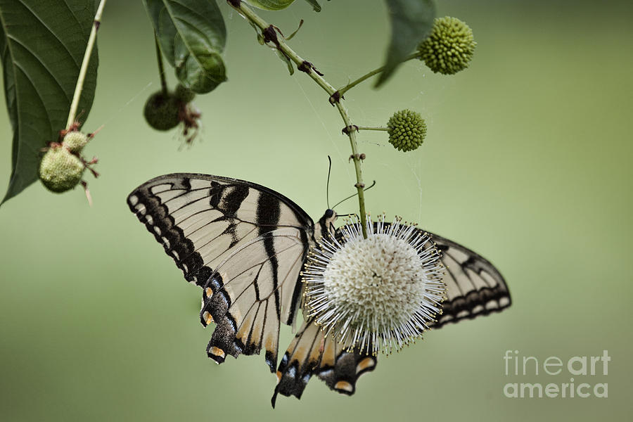 Butterfly on a Wildflower V2 Photograph by Douglas Barnard