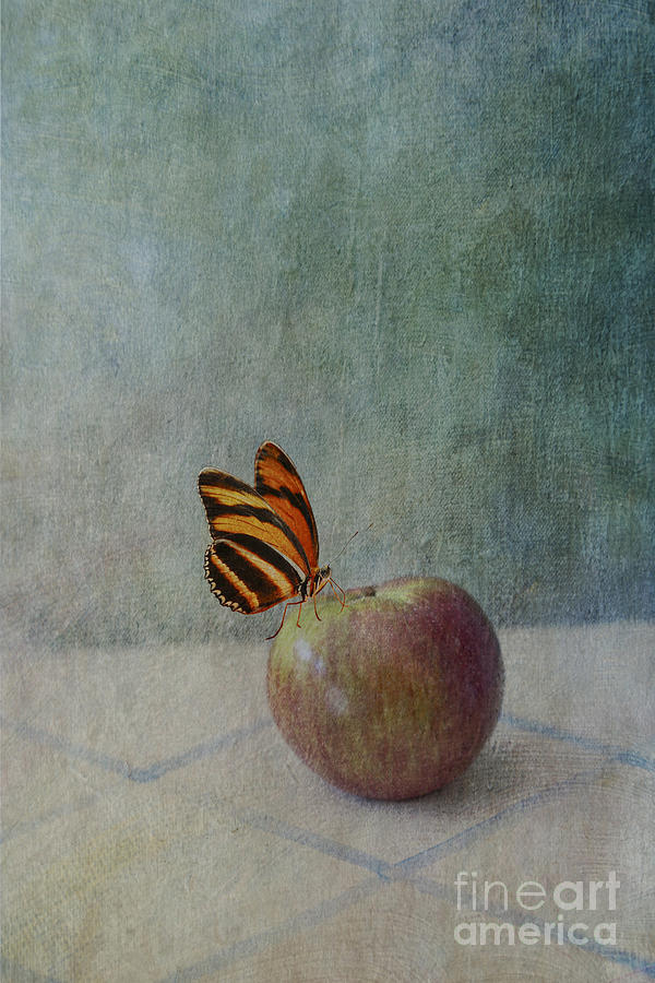 Butterfly on Apple Digital Art by Susan Gary