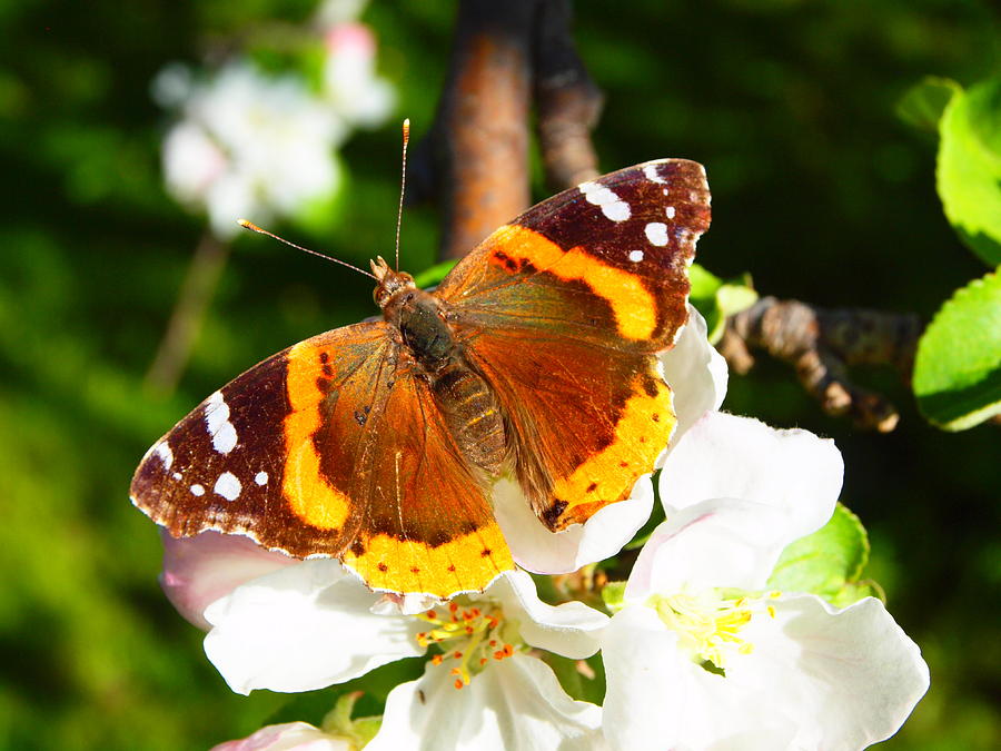 Butterfly on apple tree Photograph by Daniel Pitre - Pixels