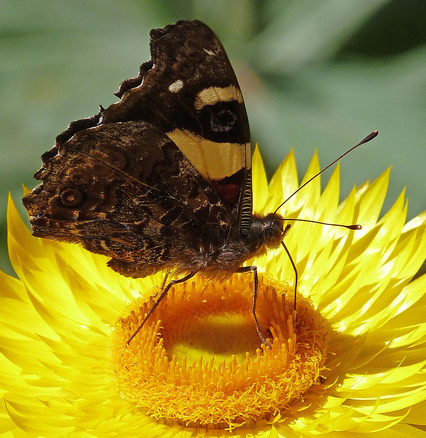 Butterfly on Australian Daisy Photograph by Margaret Saheed