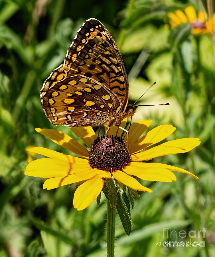 Great Spangled Fritillary Butterfly On Black Eyed Susan Photograph by Barbara McMahon