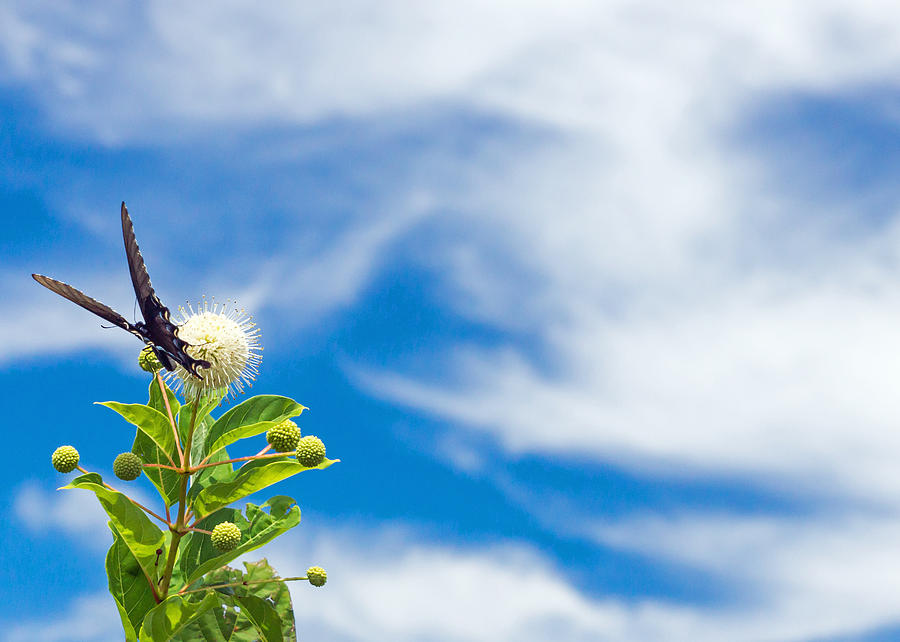 Butterfly on Blue Sky Photograph by Photographic Arts And Design Studio