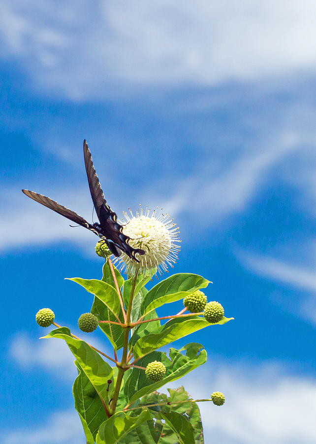 Butterfly on Blue Sky Vertical Photograph by Photographic Arts And Design Studio