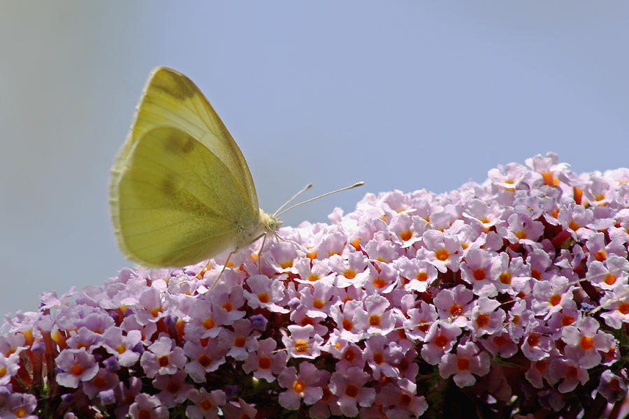 Butterfly on Buddleia Photograph by Tony Murtagh