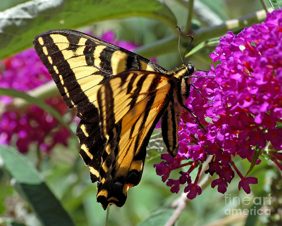 Butterfly on Butterfly Bush Photograph by Chuck Flewelling