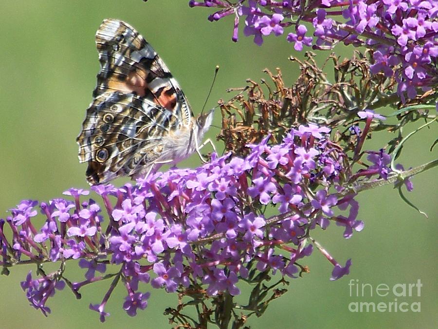 Painted Lady Butterfly Photograph by Eunice Miller