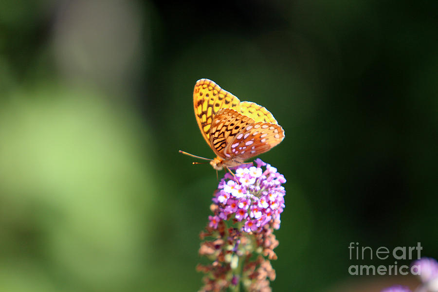 Butterfly Photograph - Butterfly on Butterfly Bush by Kathy DesJardins