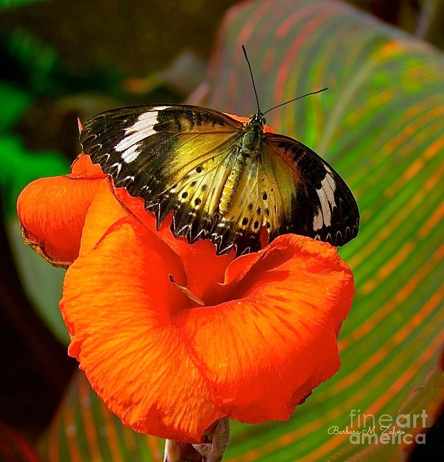 Butterfly on Canna Flower Photograph by Barbara Zahno