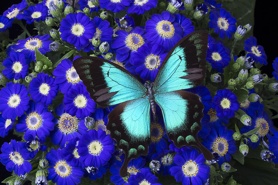 Butterfly On Cineraria Photograph by Garry Gay