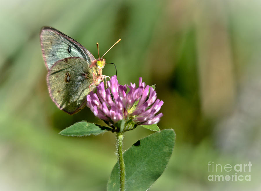 Butterfly on Clover Photograph by Cheryl Baxter
