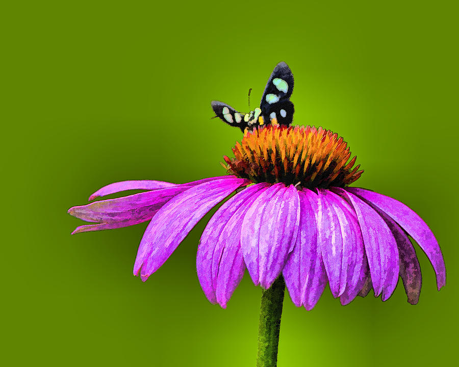 Butterfly On Coneflower Photograph