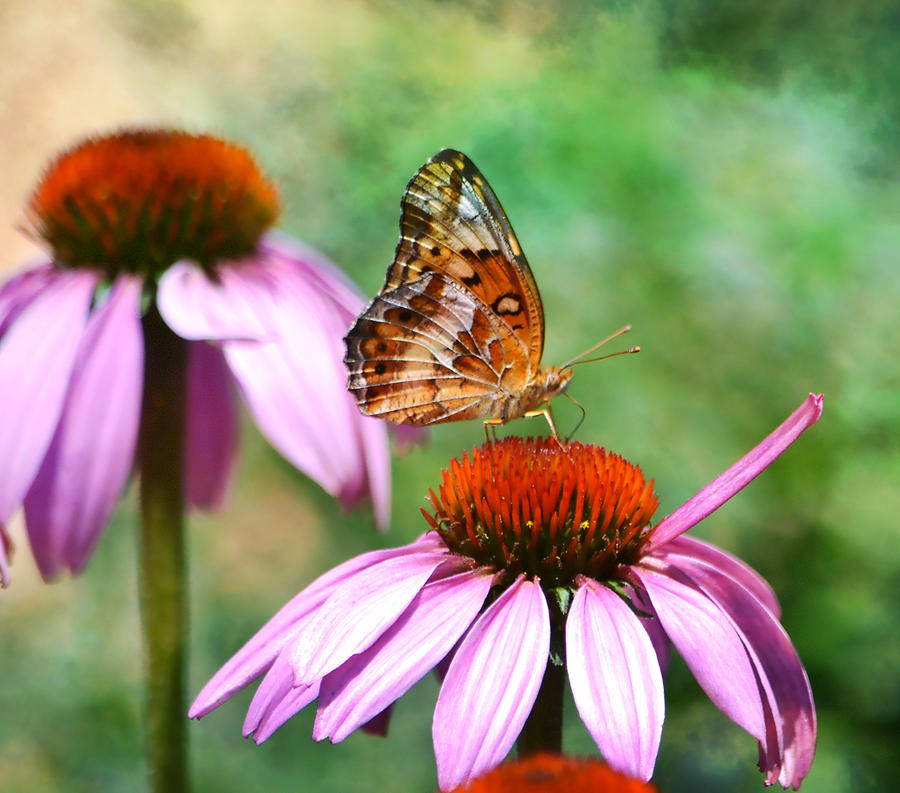 Butterfly On Coneflower Photograph by Deena Stoddard