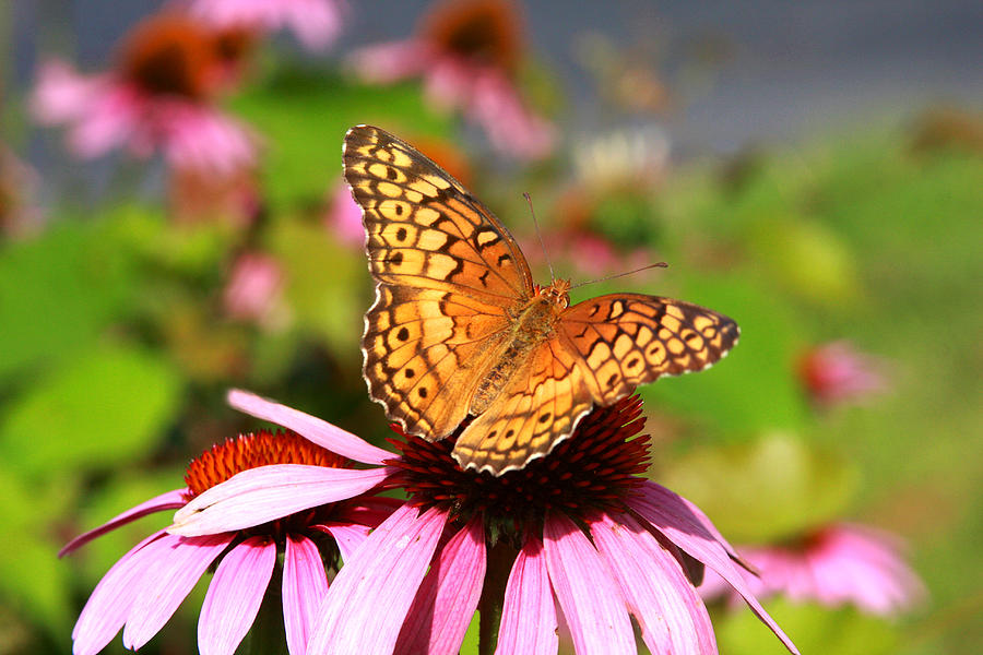 Butterfly on coneflower Photograph by Emanuel Tanjala