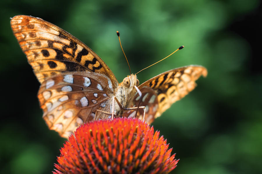 Butterfly on Coneflower Photograph by Lori Coleman