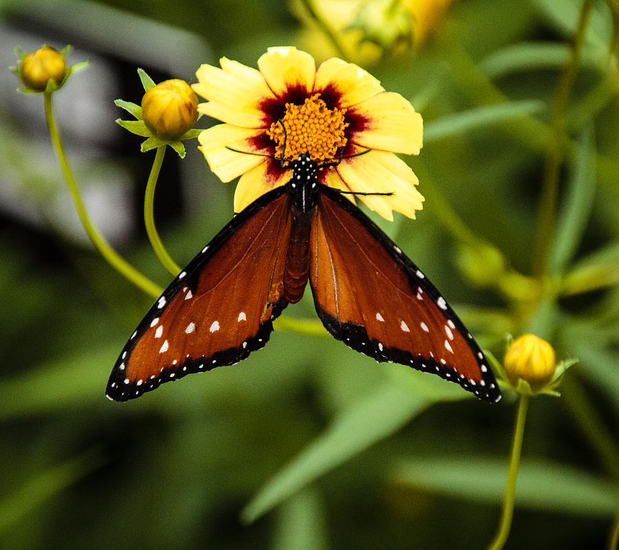 Butterfly on Coreopsis Photograph by Cathy Donohoue