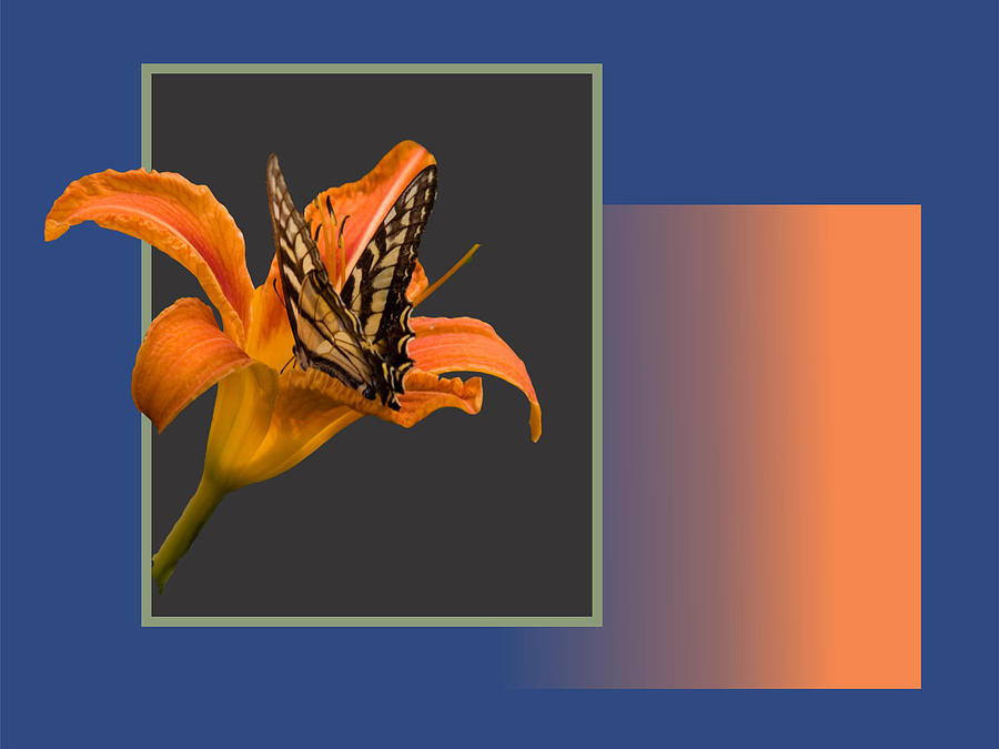 Butterfly on Day Lily Digital Art by Larry Capra