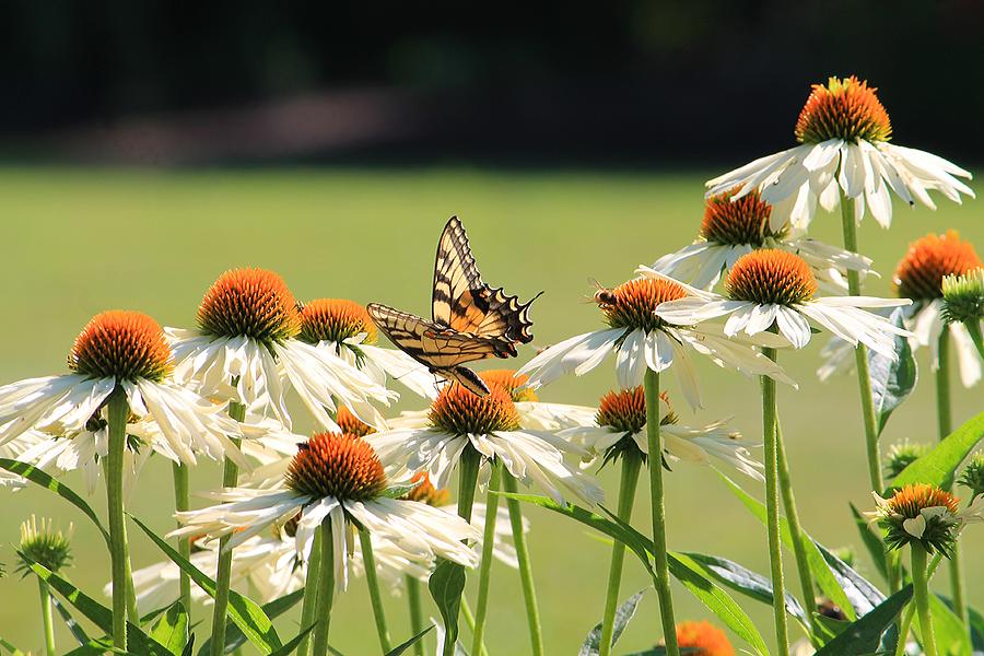 Butterfly on Echinacea Photograph by Michael Saunders