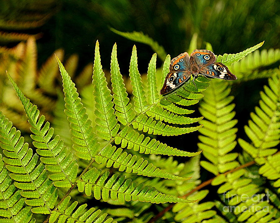Butterfly on Fern Photograph by Amy Lucid