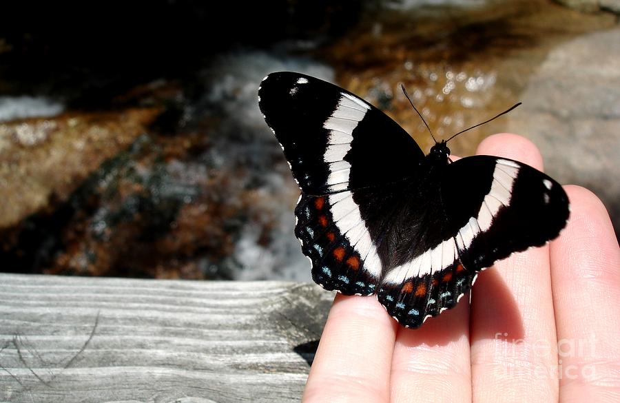 Butterfly on Fingertips Photograph by Kerri Mortenson