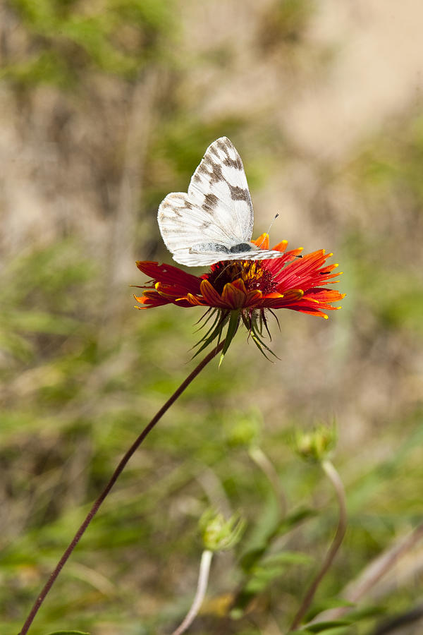 Landscape Photograph - Butterfly On Firewheel by Mark Weaver