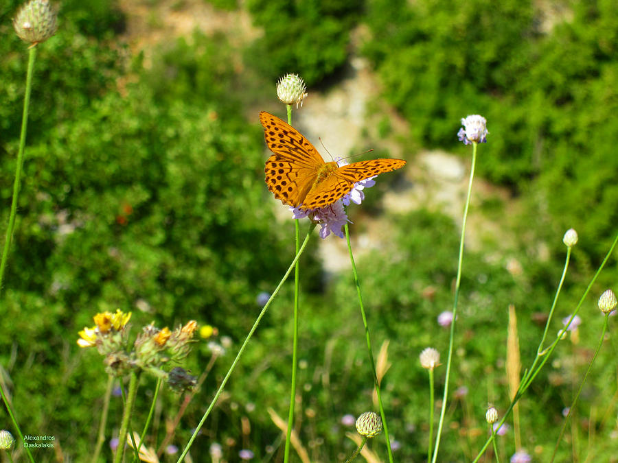 Butterfly on Flower Photograph by Alexandros Daskalakis