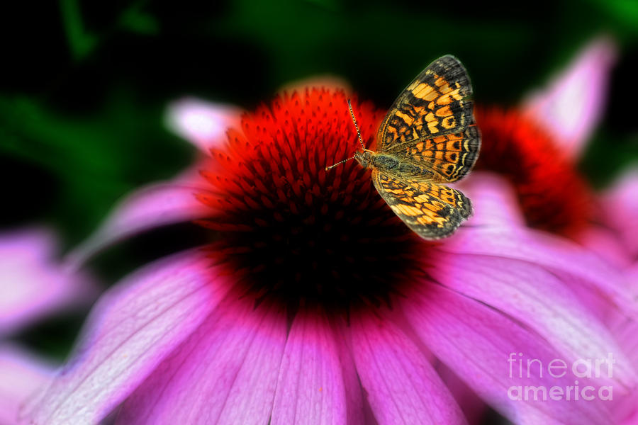 Butterfly on flower Photograph by Dan Friend