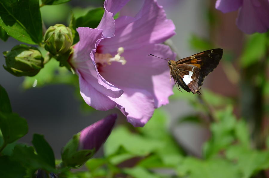 Butterfly on Flower Photograph by David Dufresne