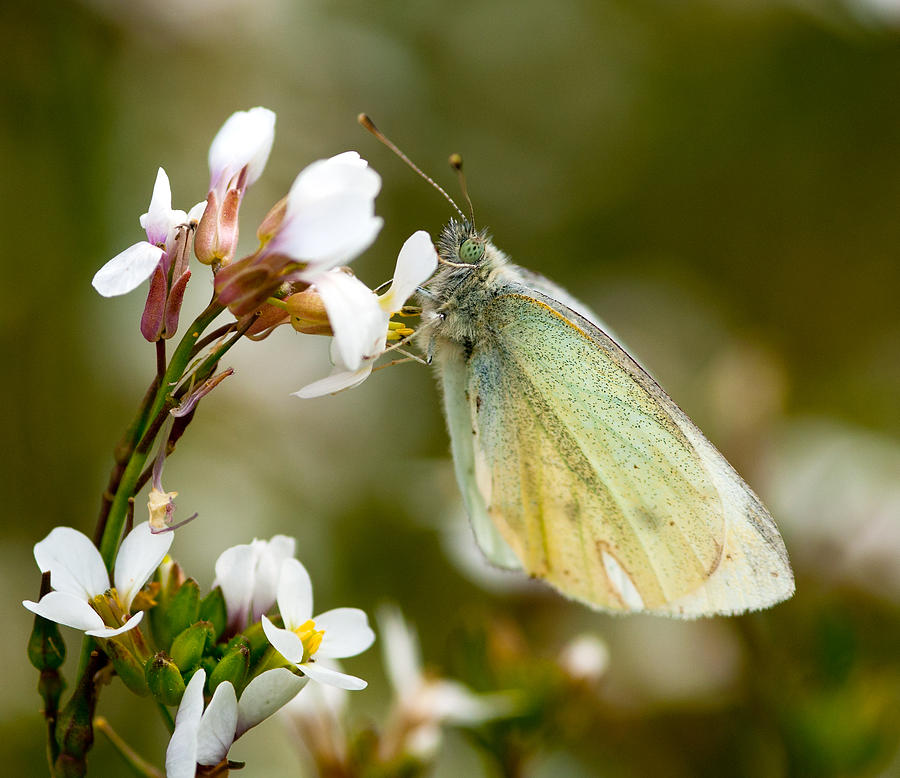 Green Butterfly resting on flower Photograph by Michalakis Ppalis