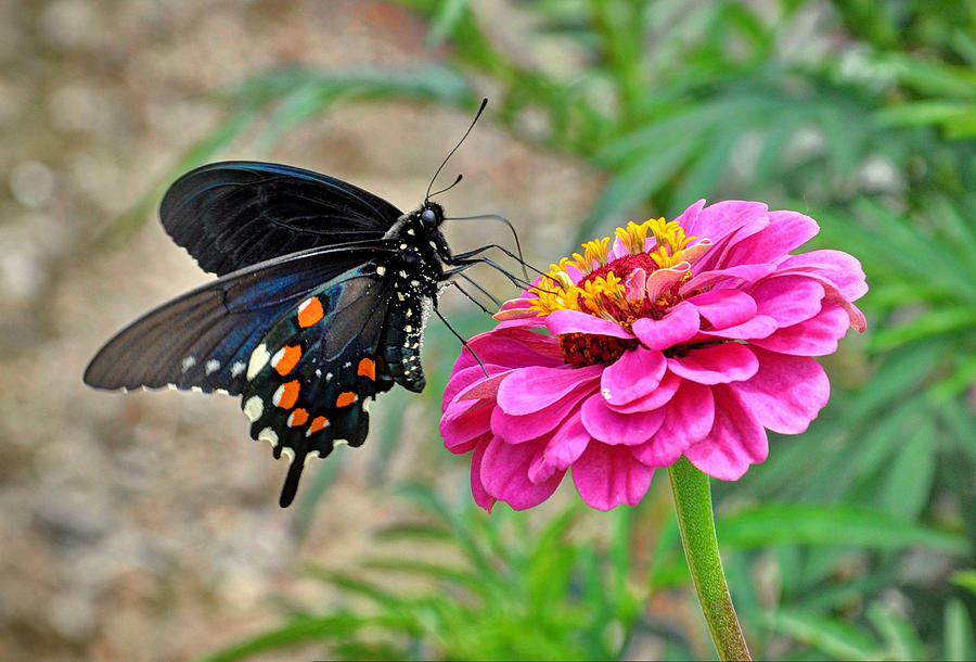 Butterfly Photograph - Butterfly on Flower by Savannah Gibbs