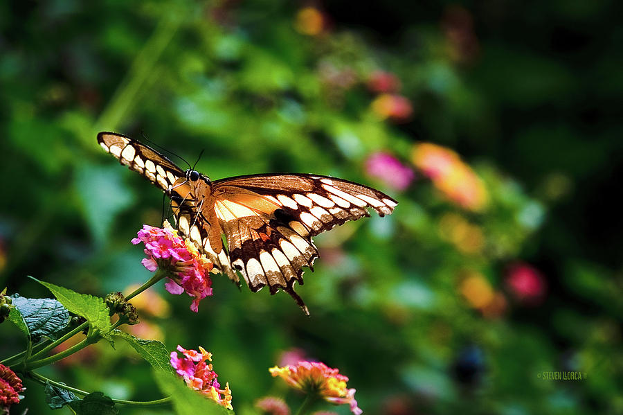 Butterfly On Flower Photograph by Steven Llorca