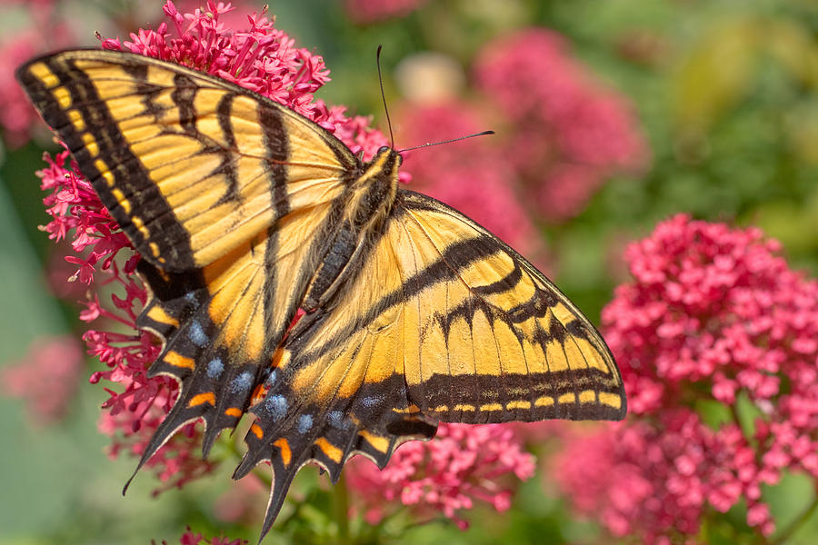 Butterfly on Flower Photograph by Douglas Pulsipher
