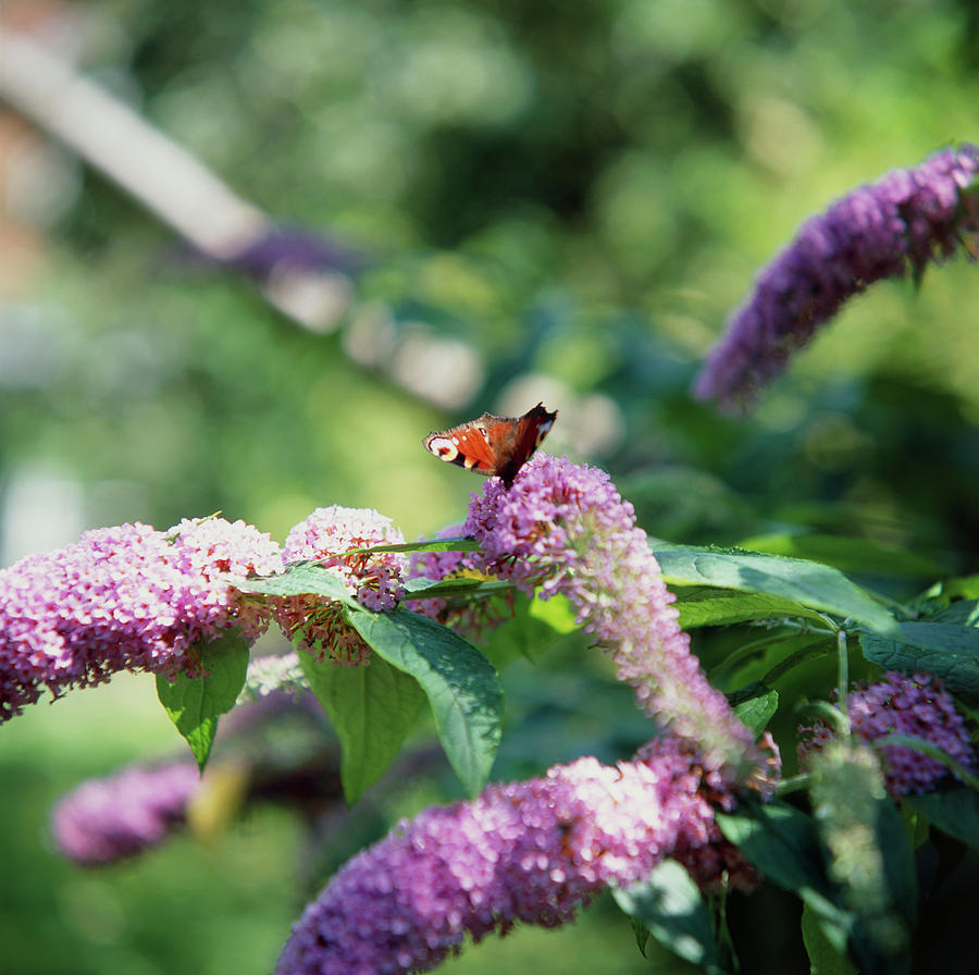 Butterfly On Flowers Photograph by Sheila Terry/science Photo Library