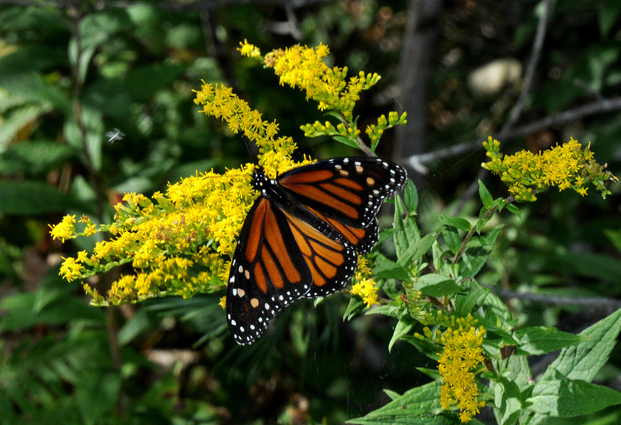 Butterfly on goldenrod Photograph by Diane Lent