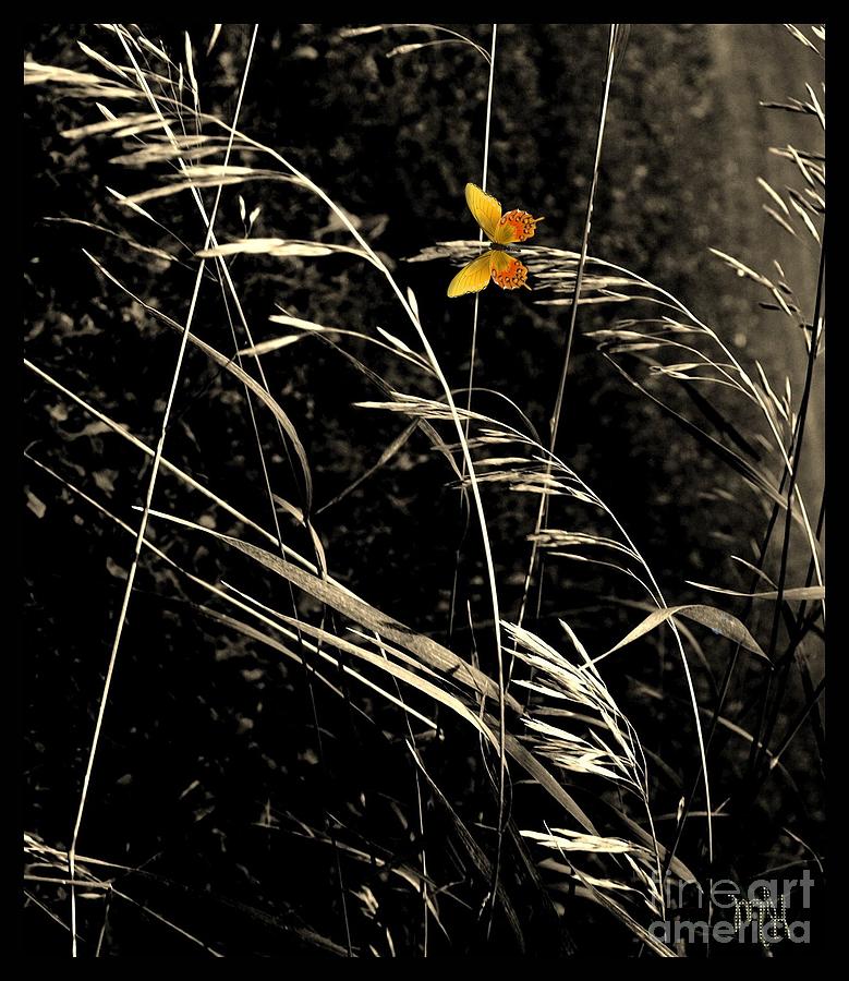 Butterfly on Grasses Photograph by Marsha Heiken