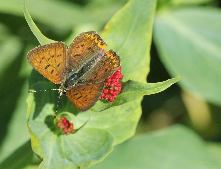 Butterfly On Green Photograph by Kristy Jeppson