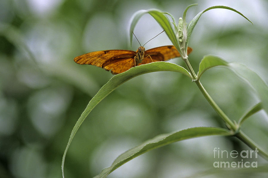 Nature Photograph - Butterfly on green leaf by Jim Corwin