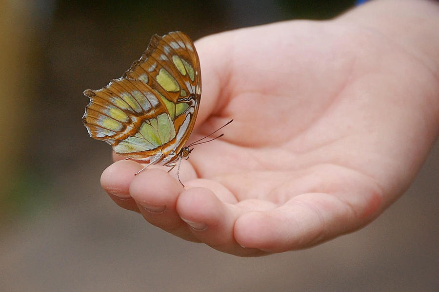 Butterfly on Hand Photograph by Leticia Latocki