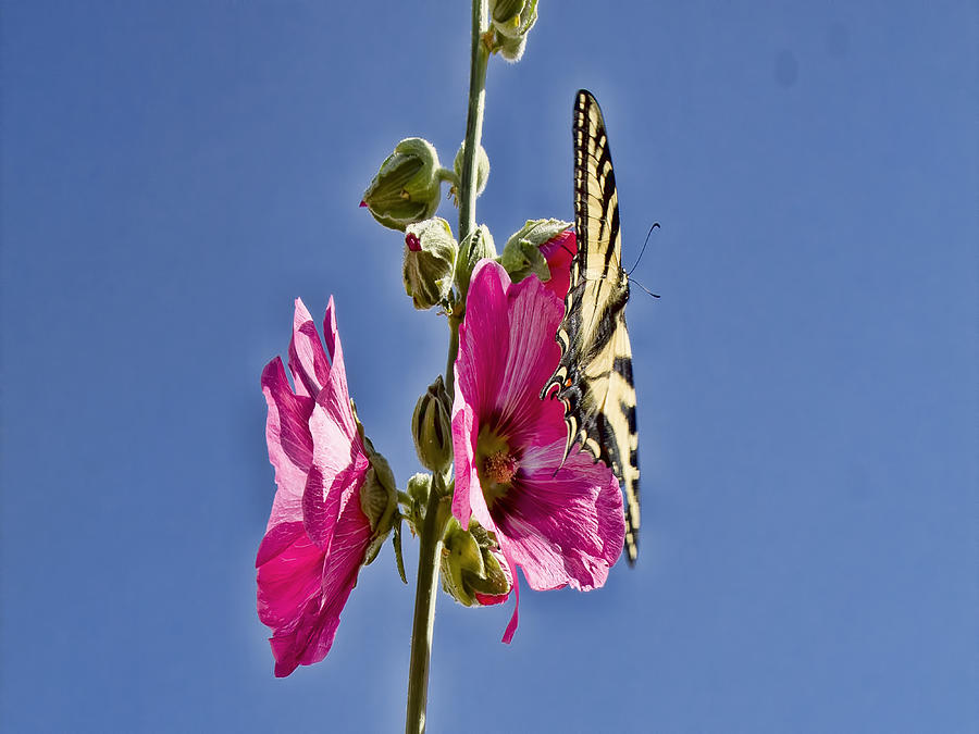 Butterfly on Hollyhock Photograph by Cathy Anderson