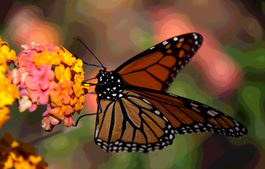Spring Photograph - Butterfly on Lantana by Frank Tozier