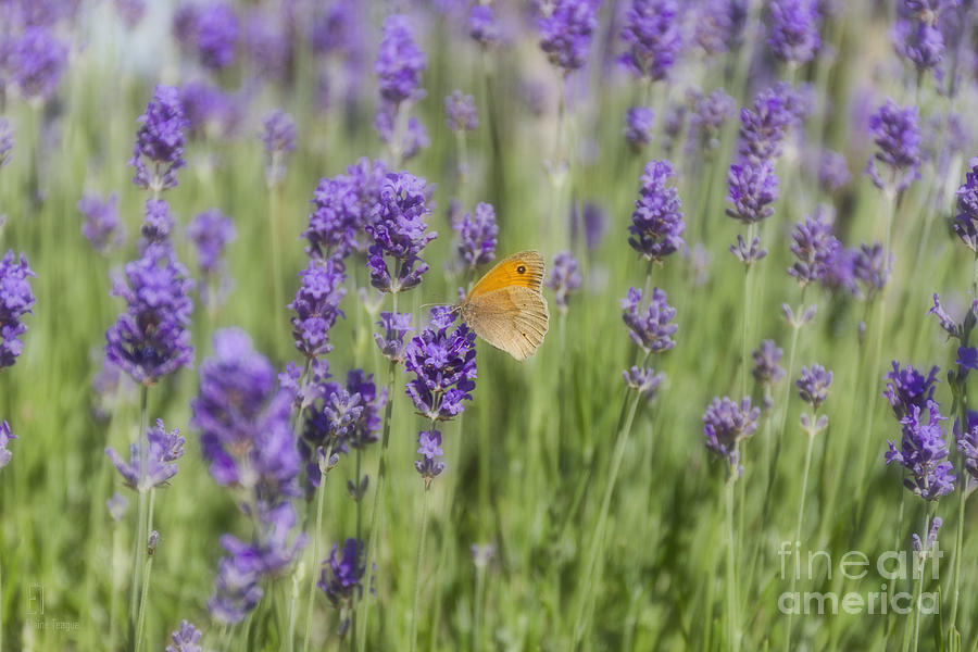 Butterfly on Lavender Photograph by Elaine Teague