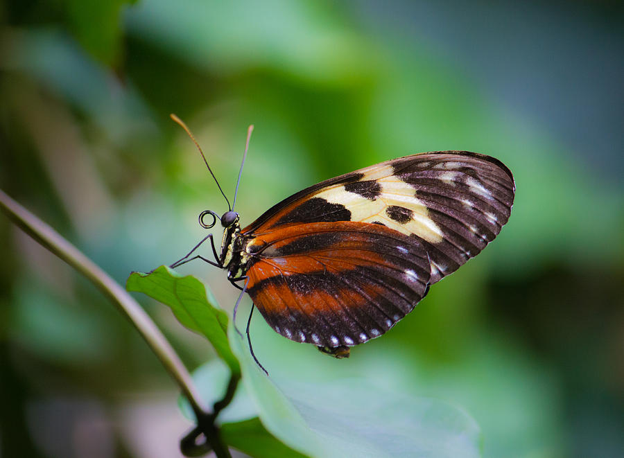 Butterfly on leaf 1 Photograph by Lowell Monke - Fine Art America