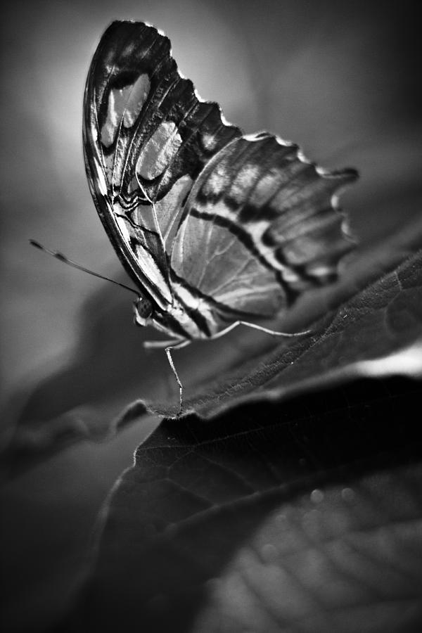 Butterfly On Leaf Black And White Photograph by Bradley R Youngberg